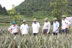 Lai Châu: Liên kết doanh nghiệp phát triển vùng nguyên liệu dứa