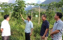 Huyện Tam Đường (Lai Châu): Gia tăng giá trị trong nông nghiệp nhờ liên kết với doanh nghiệp