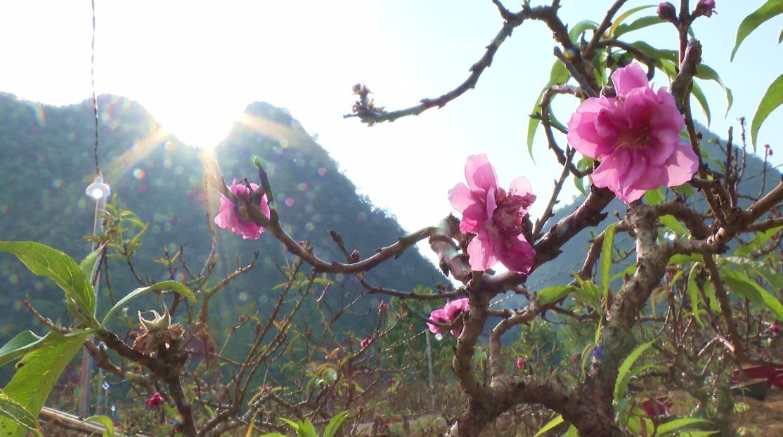 Những cây hoa đào đã khoe sắc hồng trên khắp mảnh đất Bắc Sơn