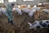 Lai Châu là địa phương thứ 20 ghi nhận có dịch tả lợn Châu Phi