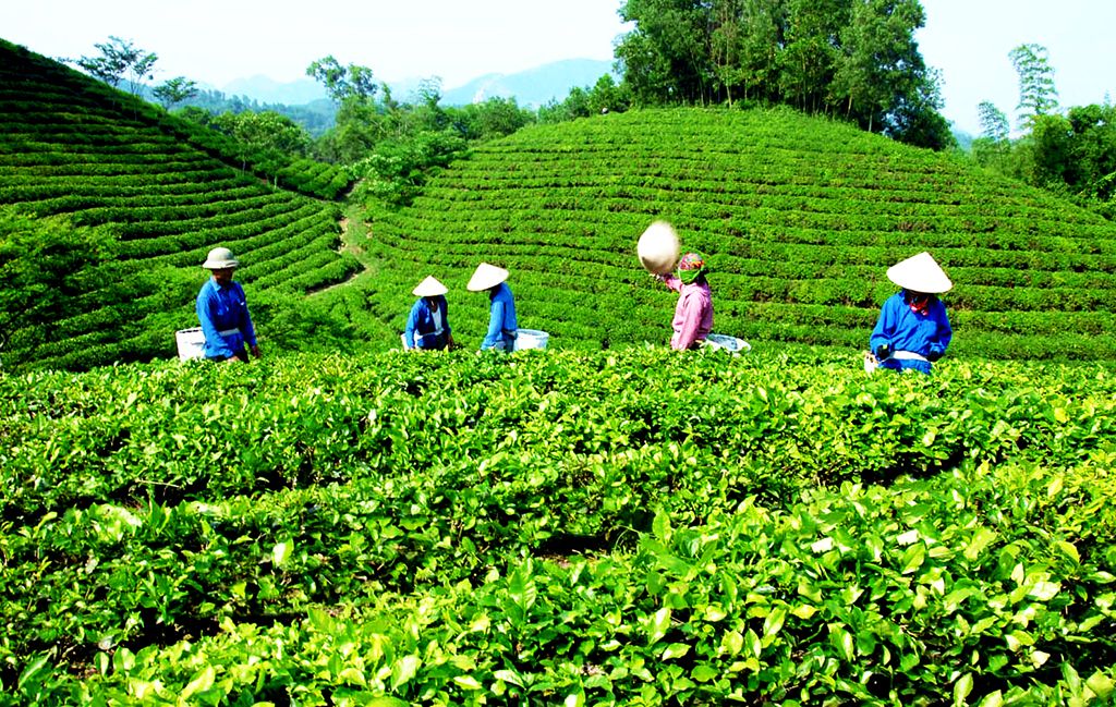 Chè là cây trồng thế mạnh của Thái Nguyên, sản xuất chè góp phần phát triển nền nông nghiệp hàng hóa bền vững