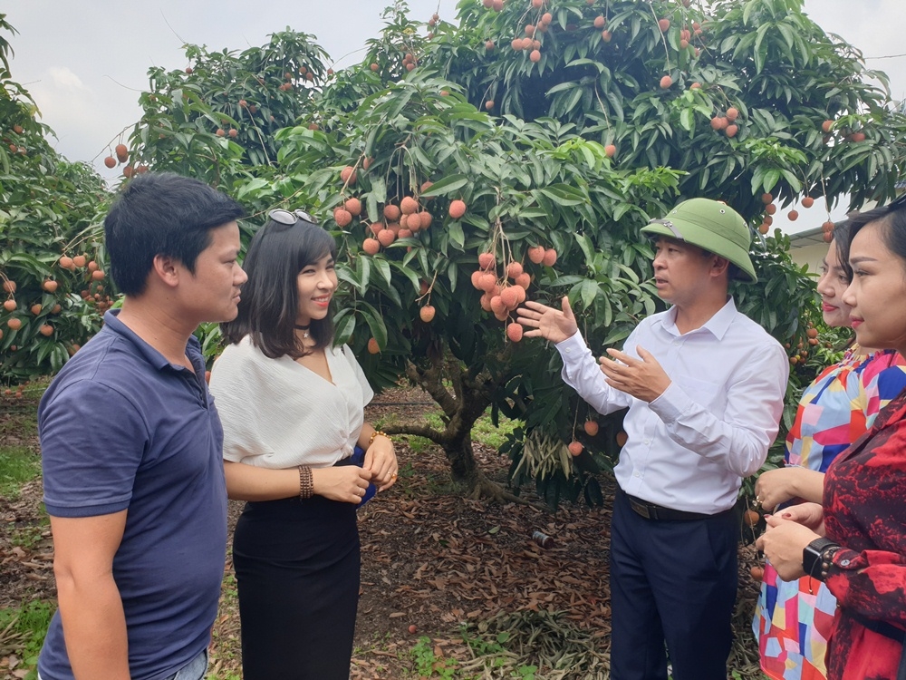 Ông Nguyễn Thế Thi - Phó Chủ tịch UBND huyện Lục Ngạn giới thiệu vải thiều với các du khách