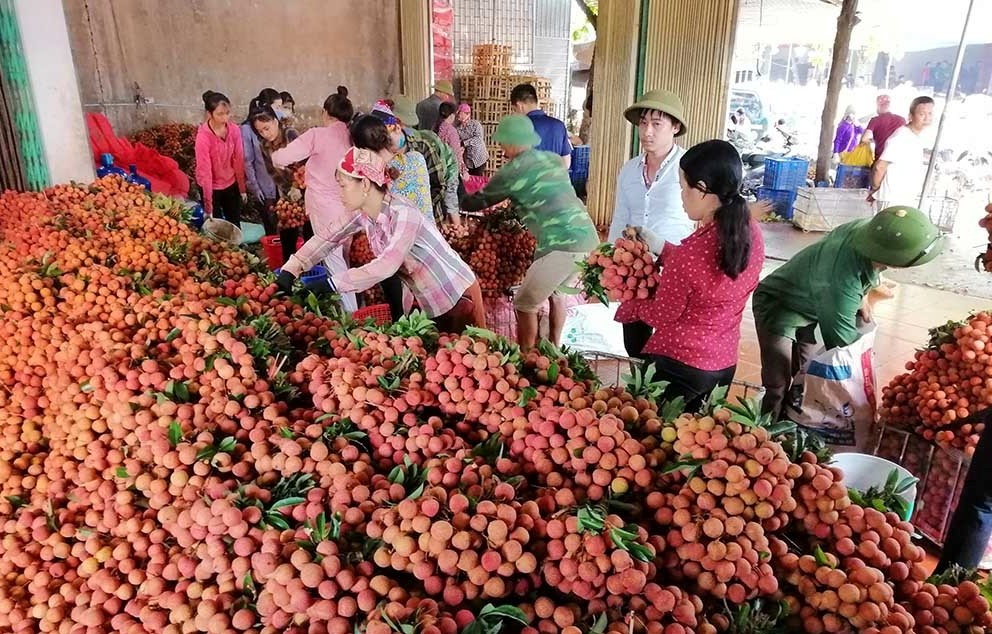 Tỉnh Bắc Giang đã tích cực, chủ động khai thác tất cả các thị trường nhằm mang đến một mùa vải thành công