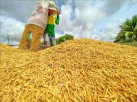Gạo Việt còn nhiều dư địa vào thị trường Trung Quốc