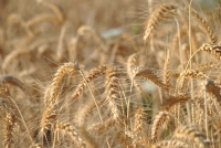 Giải pháp tình thế với lúa mì nhập khẩu
