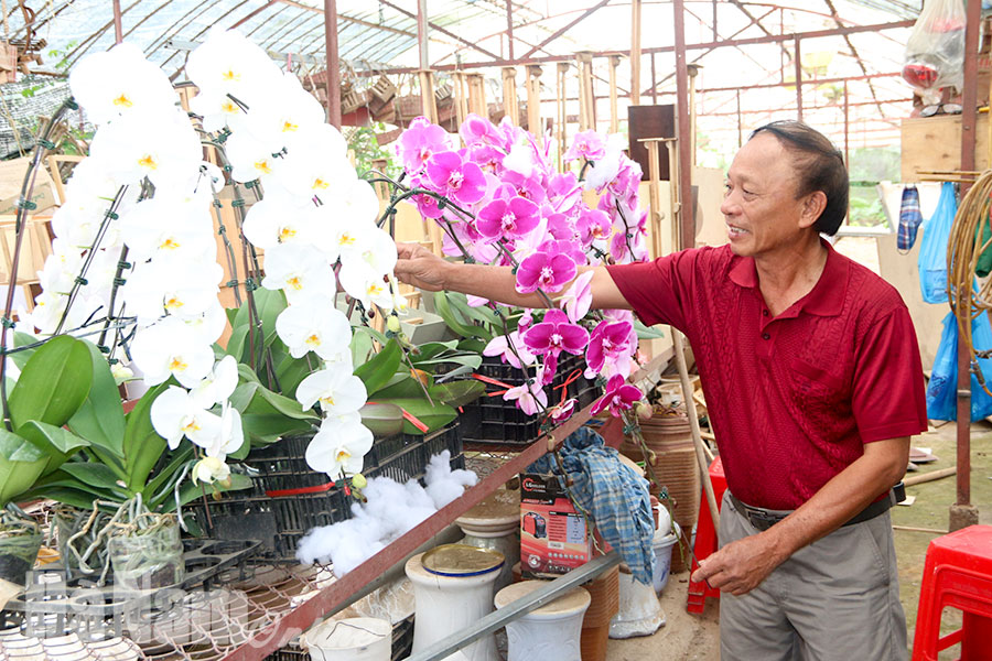 Ông Tăng đang chăm sóc vụ hoa cho đợt tết kỷ hợi 2019. Ảnh Trần Ích