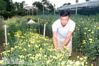 Hà Nam: Lãi từ 300 đến 500 trăm triệu từ trồng hoa công nghệ cao