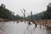 Hạ Long (Quảng Ninh): Tiếng kêu cứu từ rừng ngập mặn
