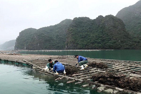 Các hộ nuôi thủy sản tại Vân Đồn đang bị tồn đọng do khăn trong việc tiêu thụ, đặc biệt là xuất khẩu sang Trung Quốc. Ảnh Lê Cường