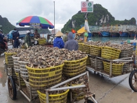 Quảng Ninh: Cần chế tài đủ mạnh để không phải giải cứu thủy sản