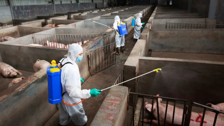  Công nhân trong bộ đồ bảo hộ khử trùng một trang trại lợn ở Kim Hoa ở tỉnh Chiết Giang phía đông của Trung Quốc vào tháng 8, trong một biện pháp phòng ngừa bệnh sốt lợn ở châu Phi. (Ảnh: Reuters)