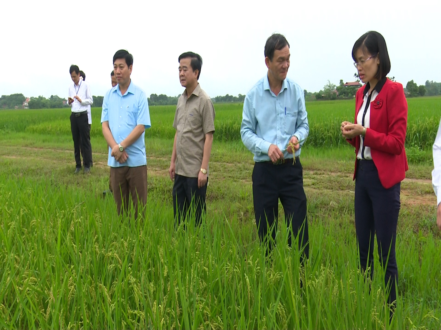 Lãnh đạo huyện Phú Bình thăm cánh đồng 
