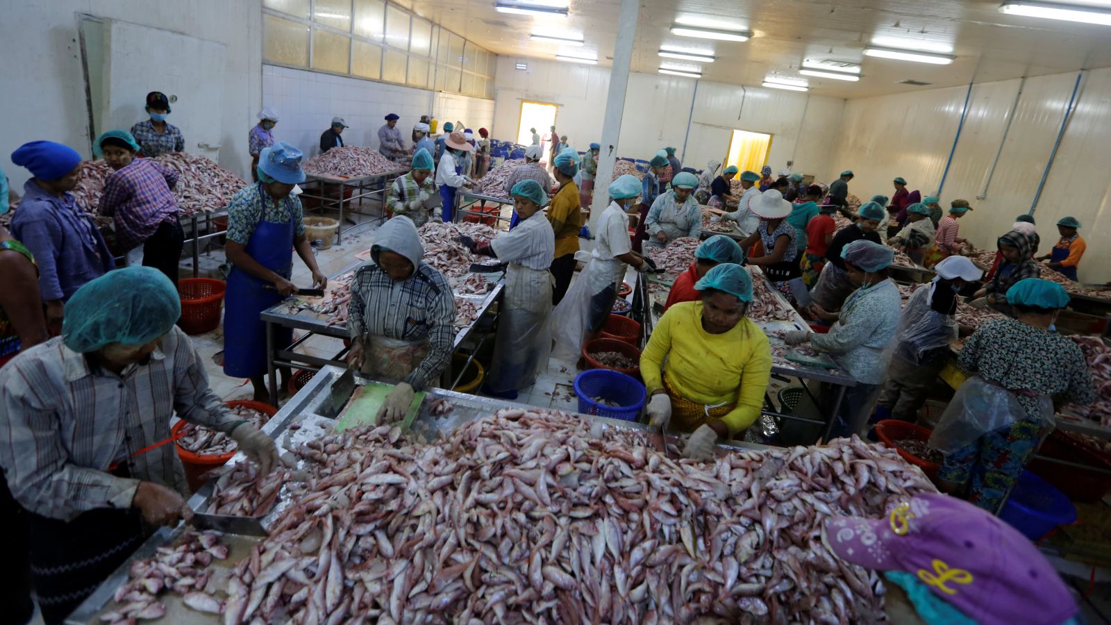 Một nhà máy chế biến xuất khẩu thủy sản ở Myanmar: FwC nhận định rằng quốc gia này có thể sẽ giảm hạn ngạch xuất khẩu lương thực phẩm.