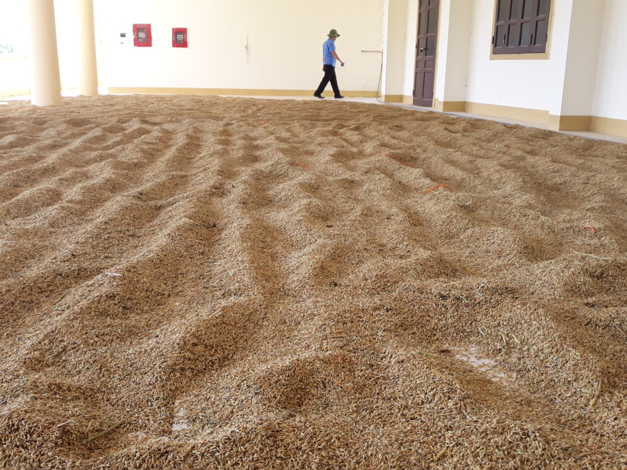 Dự án xây dựng trường nghề hàng trăm tỷ đồng thành nơi tập kết lúa