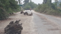 Nghệ An: Người dân tập kết đất, đá ngăn chặn xe tải trọng lớn đi qua