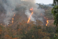 Nghệ An: Gần 1.500ha đất rừng tự nhiên sẽ bị “xóa sổ” để phục vụ dự án?