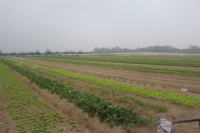 Hà Tĩnh phê duyệt dự án nông nghiệp công nghệ cao gần 300 tỷ