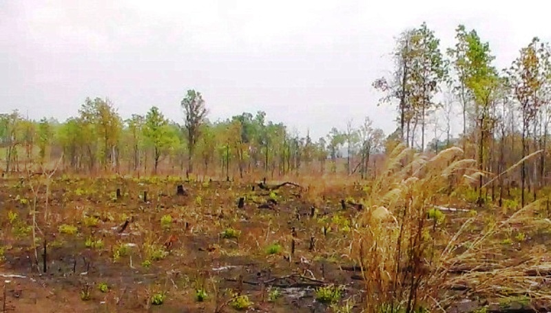 2.	Nhiều diện tích rừng tại Gia Lai bị người dân lấn chiếm, tàn phá tơi tả