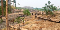 Gia Lai: Cần có “bàn tay thép” thu hồi đất rừng lấn chiếm trái phép