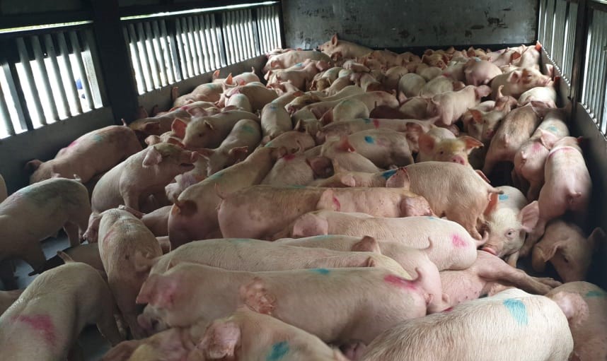 Khách hàng cho răng, lợn giống được mua từ trang trại của Cty Đại Thành Lộc khi bắt về đã có dịch tai xanh nên chỉ ít ngày sau đã có hiện tượng chết đồng loạt