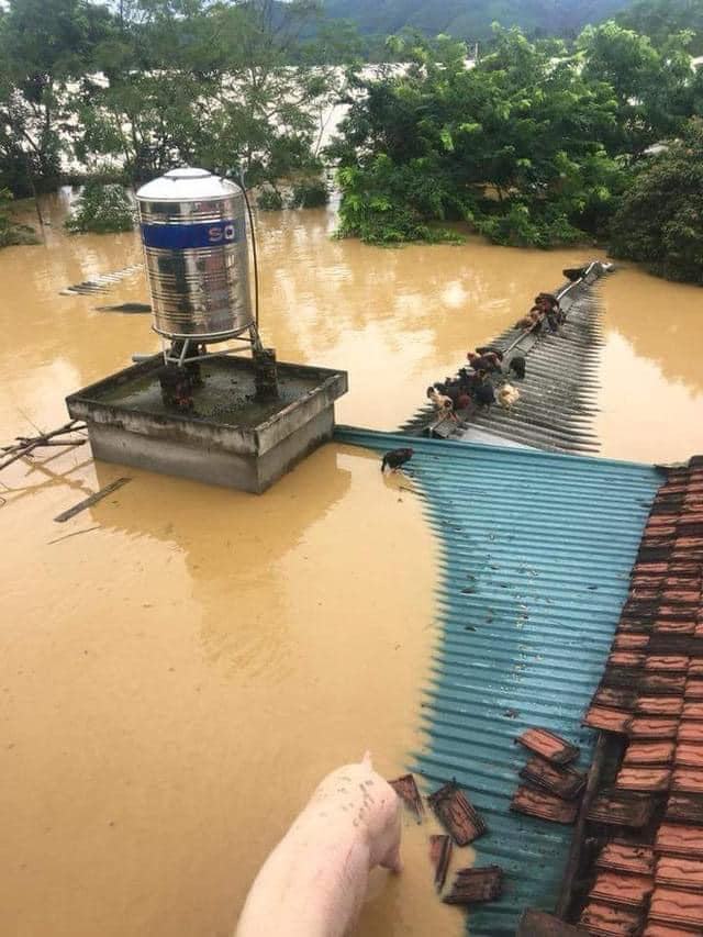 Mưa to kéo dài đã khiến nhiều xã ở huyện Thanh Chương vùng ven sông Lam bị ngập sâu trong nước từ đêm 29/10 đến sáng nay vẫn chưa có dấu hiệu rút