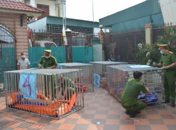 Số cá thể hổ được lực lượng chức năng phát hiện, giải cứu vào ngày 04/8/2021 tại xã Đô Thành, huyện Đô Thành, Nghệ An