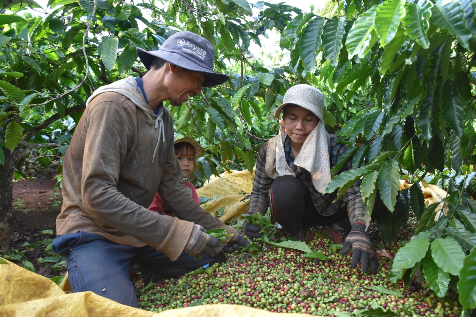Ngành cà phê sẽ tạo lực đẩy phục hồi kinh tế cho Tây Nguyên?