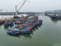 Nghệ An: Bao giờ hết cảnh tàu cá "phá" tàu hàng ở Cảng Cửa Lò
