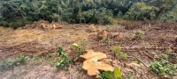 Nhiều gỗ rừng bị đốn hạ vô tội vạ ở Nghệ An (Kỳ II): Vì sao thủ phạm vẫn chưa bị “lật mặt”?