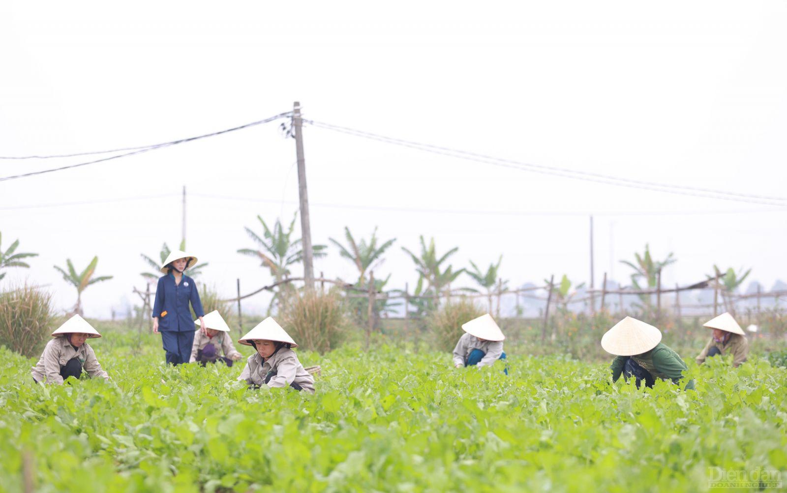Nữ doanh nhân trẻ Đặng Thị Tâm (SN 1983) Giám đốc Công ty Cổ phần An An Agri ở huyện Diễn Châu, tỉnh Nghệ An với khát vọng đưa sản phẩm mì rau củ hữu cơ của mình vươn ra thế giới