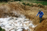Thanh Hóa: Dịch tả lợn Châu Phi bùng phát trở lại, giá lợn thịt lao dốc