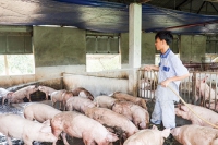 Thanh Hóa: Gần 481 tỷ đồng hỗ trợ ngành chăn nuôi sau dịch tả lợn Châu Phi