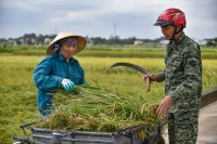 Thanh Hóa: Người dân hối hả gặt lúa xanh chạy bão số 5