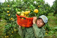 Thanh Hóa: Mùa quả ngọt trên đất 
