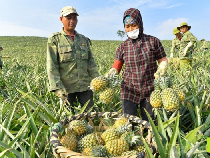 Người nông dân Thanh Hóa đang thu hoạch dứa trên những cách đồng