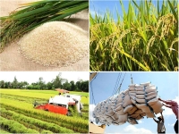 Giảm phát thải trong ngành lúa gạo: Những rào cản cần tháo gỡ