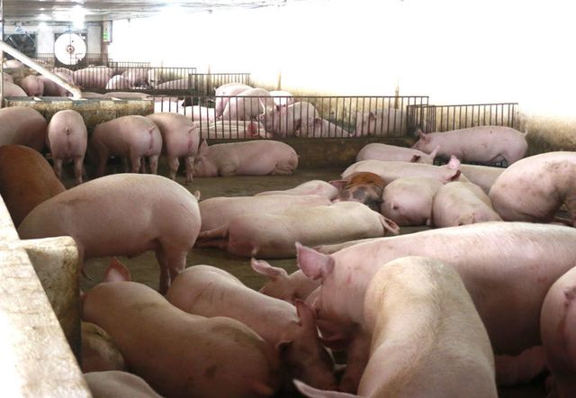 Giá thịt lợn tăng cao có có thể làm đảo lộn tỷ giá tiêu dùng cuối năm (Hình minh họa)