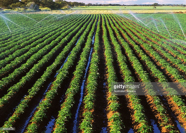 Nông nghiệp công nghệ cao tại Australia được xây dựng trong 2 thập kỷ