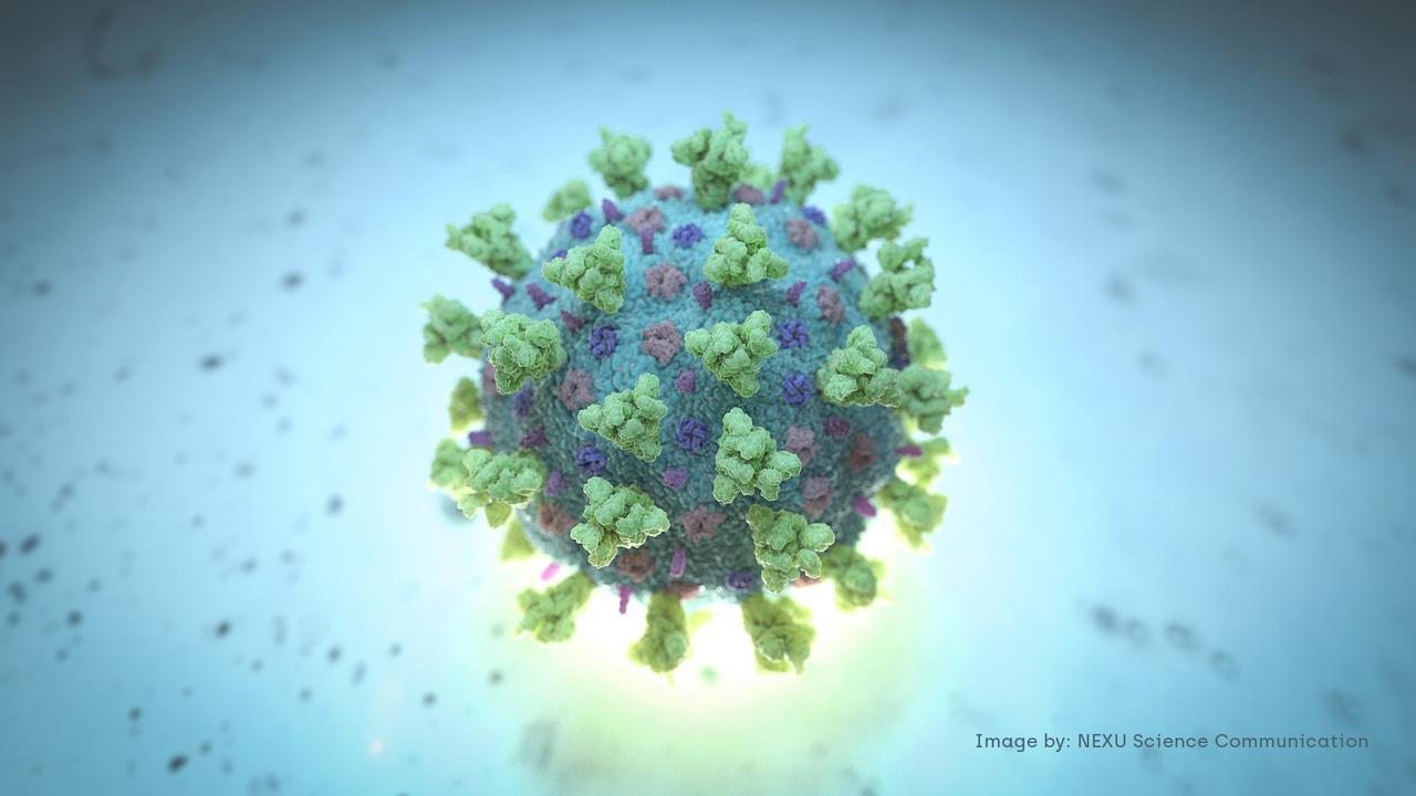 Một hình ảnh máy tính được tạo bởi Nexu Science Communication cùng với Trinity College ở Dublin, cho thấy một mô hình cấu trúc đại diện của betacoronavirus