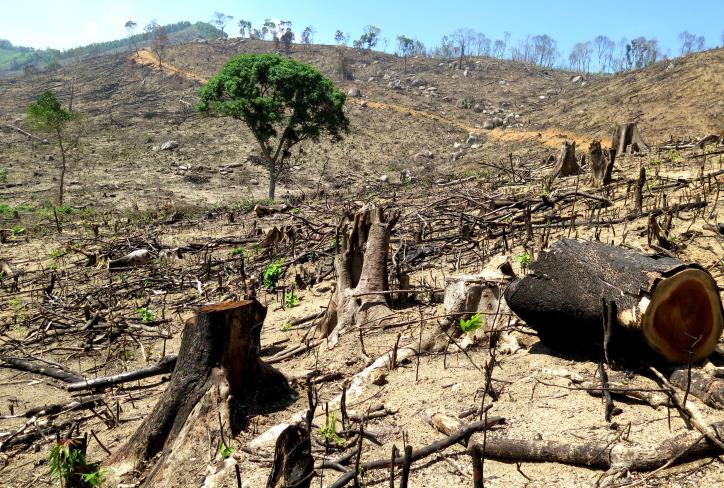 Một quả đồi trọc - hậu quả của vấn nạn phá rừng (Ảnh: TTXVN)