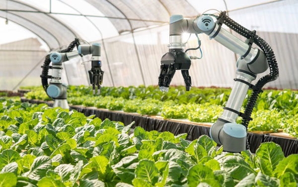 Cánh tay robot chăm sóc vườn rau tại Nhật - một biểu tượng của sự kết hợp nông dân - doanh nhân