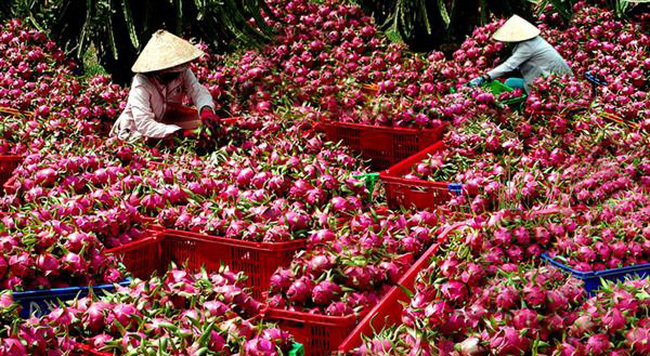 Nông nghiệp Việt Nam đang thiếu chiến lược toàn diện