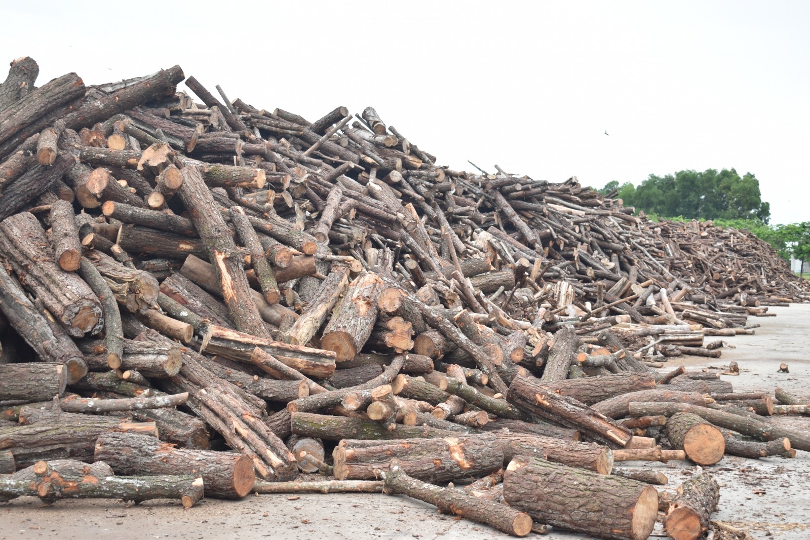 Từ nguyên liệu thô, tất cả các loại gỗ đủ kích cỡ thu mua về từ nhiều địa phương