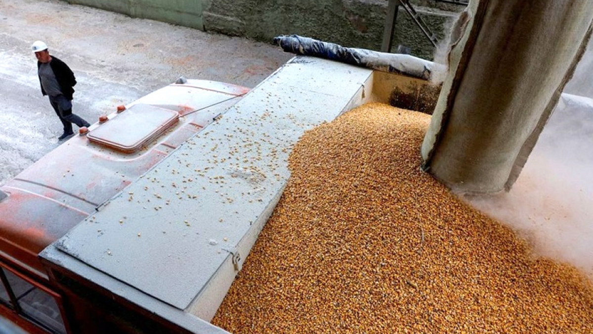 Các nước châu Âu lại mâu thuẫn vì đề xuất gia hạn lệnh cấm xuất khẩu ngũ cốc Ukraine