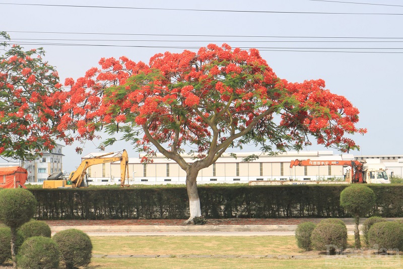 Những cây phượng vĩ cổ được trồng rất nhiều tại các khu công nghiệp và các công ty, nhà máy của Hải Phòng.