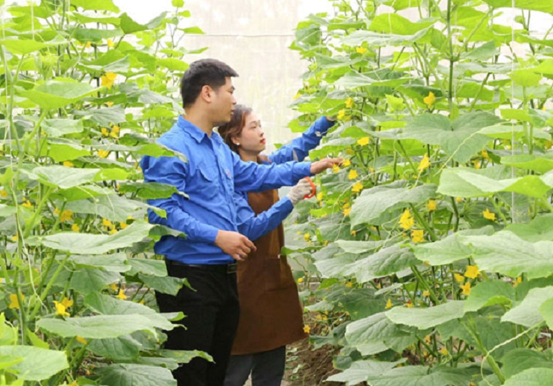Mô hình trồng dưa leo, dưa lê Hàn Quốc trong nhà màng công nghệ cao của đoàn viên Vũ Văn Khá, thị trấn Quỹ Nhấtp/- Nghĩa Hưng - Nam Định (ảnh báo Nam Định)
