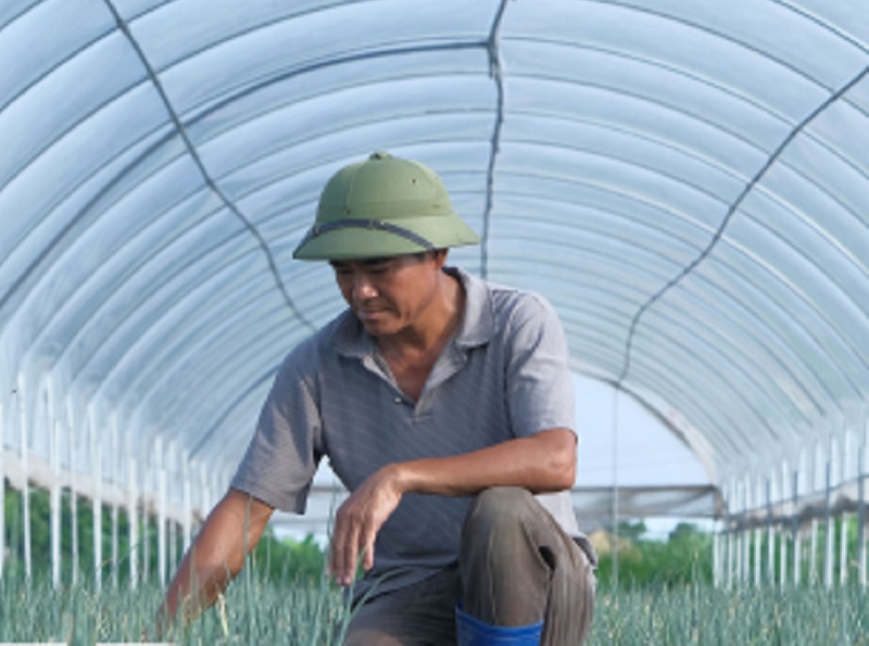 Hệ thống nhà màng trồng rau theo hướng hữu cơ tại thôn An Lộc, xã Trung An (ảnh báo Thái Bình)