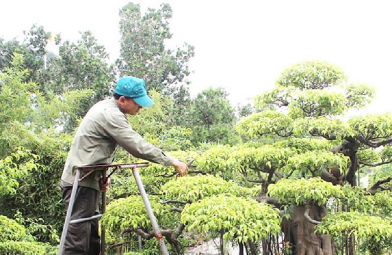 Chăm sóc cây cảnh tại làng nghề cây cảnh Vị Khê, xã Điền Xá (Ảnh: Báo Nam Định)
