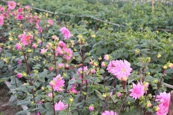 Quảng Ninh: Trải nghiệm làng hoa những ngày giáp Tết