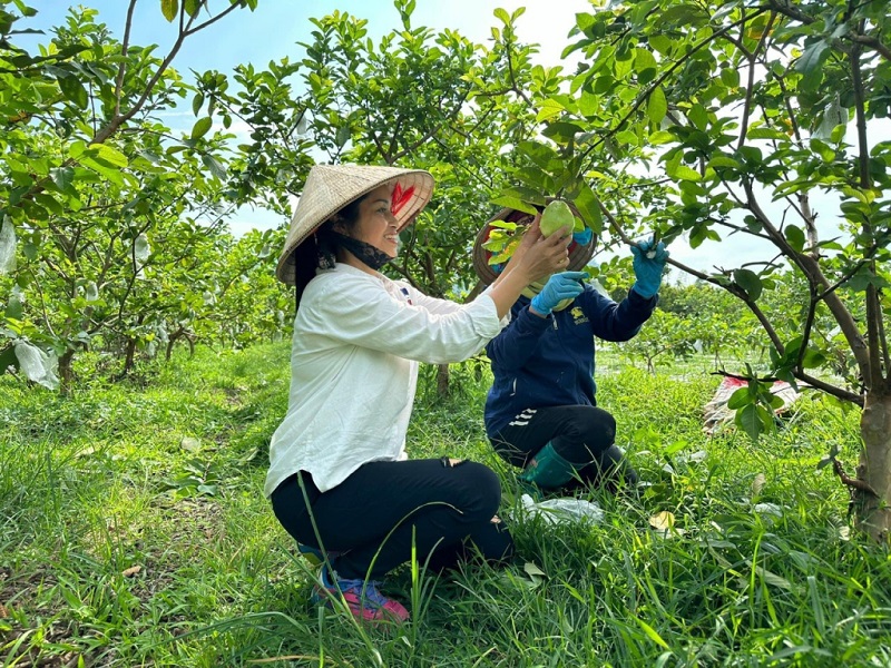 Doanh nhân Nguyễn Thúy Hà kiểm tra, giám sát chất lượng sản phẩm OCOP ổi lê tại vườn